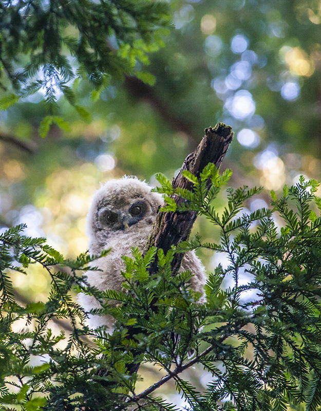 Spotted Owl Chick