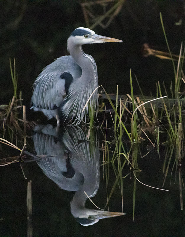 Great Blue Heron