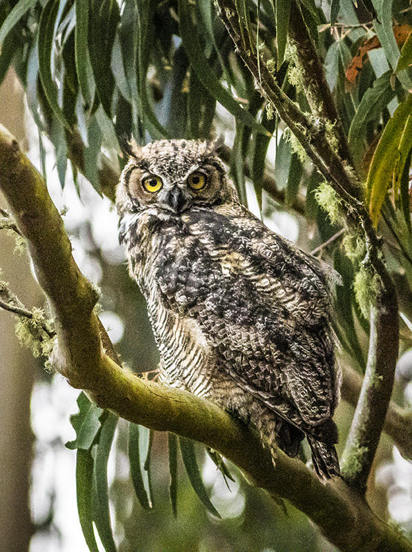 Young Great Horned Owl