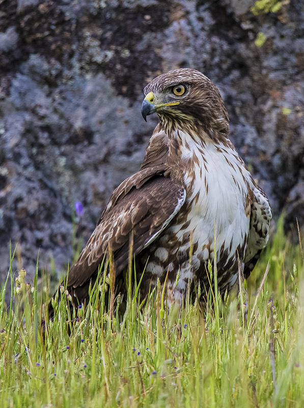 Juvenile Red-Tailed Hawk