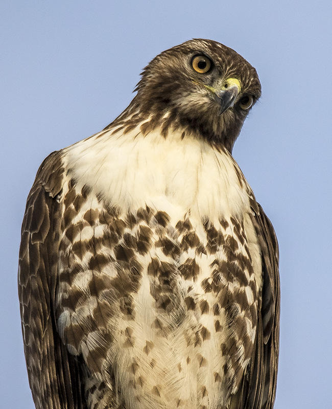 Red-Tailed Hawk