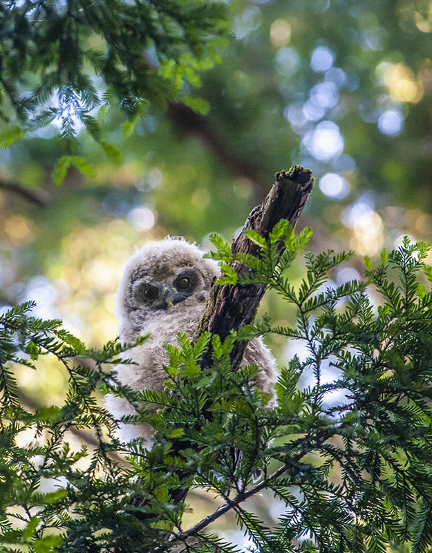 Spotted Owlet
© Nick Fain