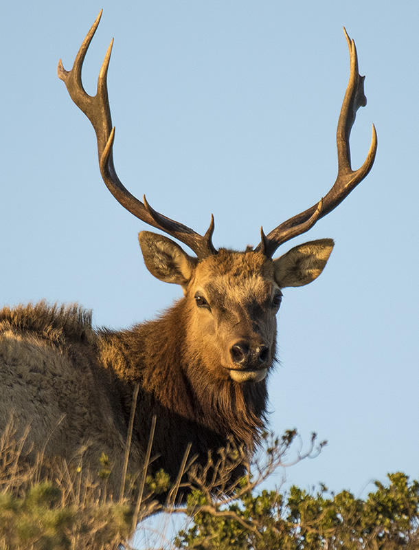 Tule Elk