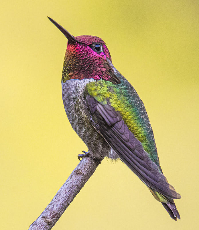 Anna's Hummingbird (Male)