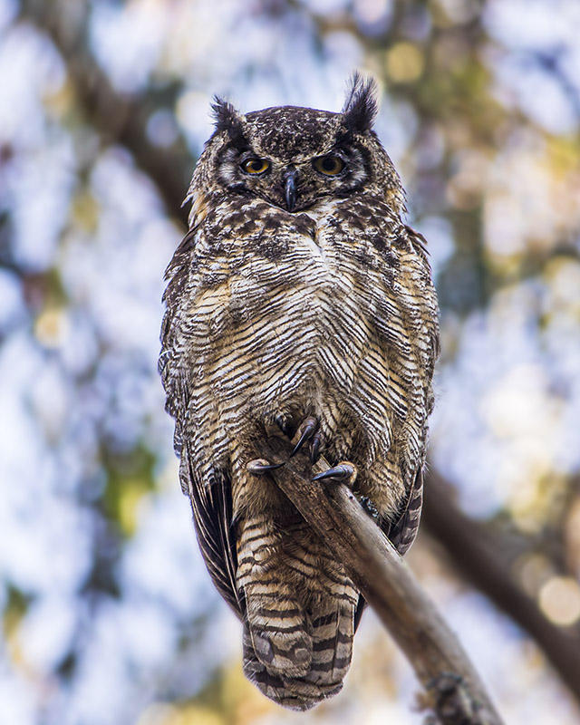 Great Horned Owl
© Nick Fain