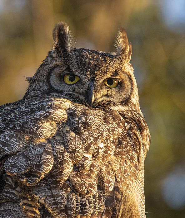 Great Horned Owl
© Nick Fain