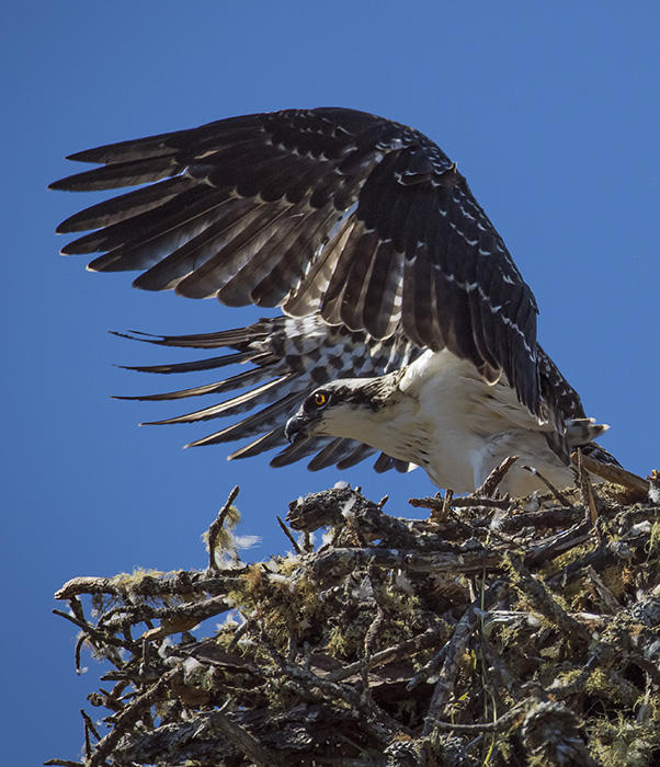 Osprey