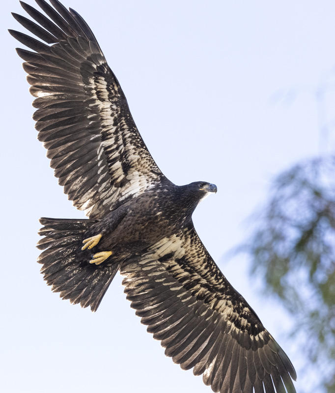 Juvenile Bald Eagle