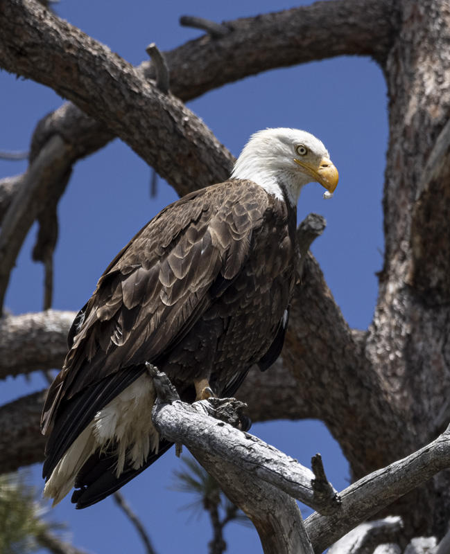 Bald Eagle