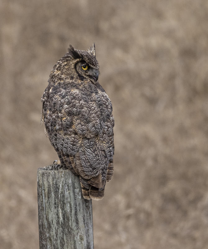 Great Horned Owl
© Nick Fain