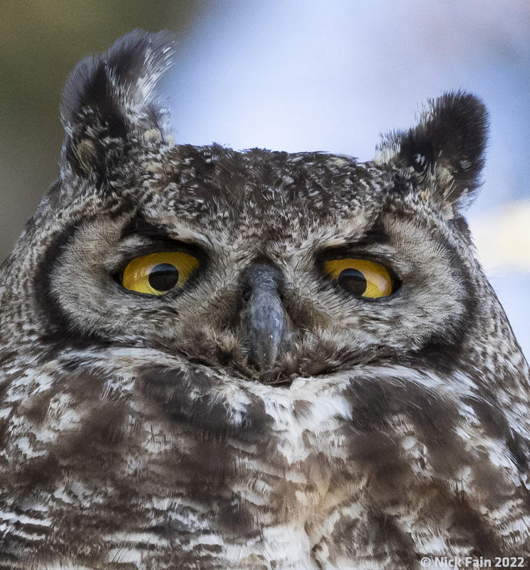 Great Horned Owl
© Nick Fain