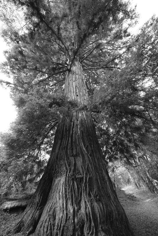 Marin
© Nick Fain