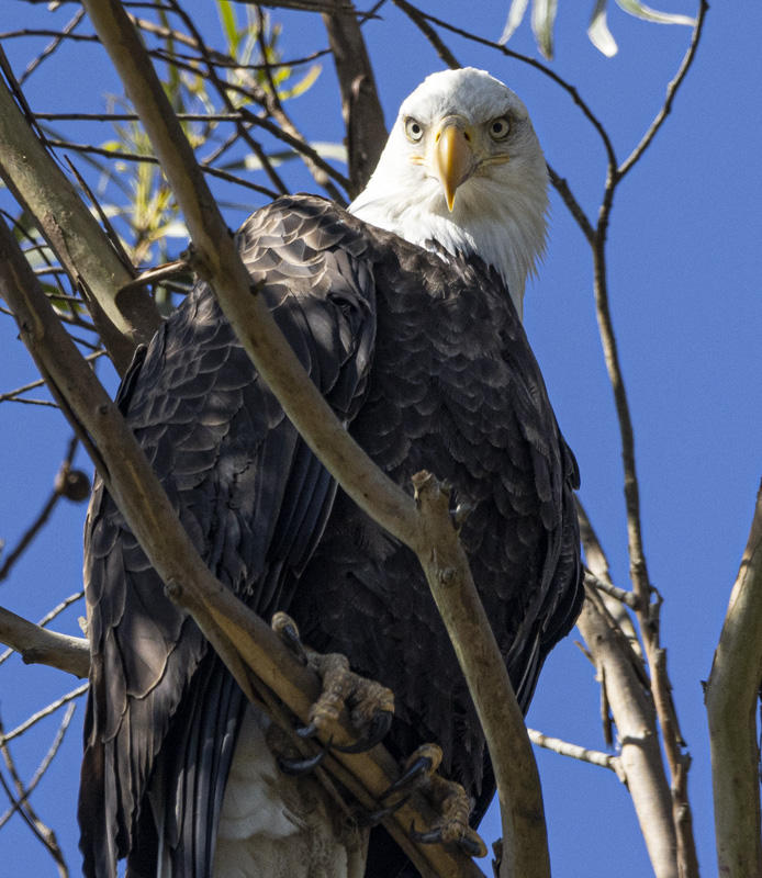 Bald Eagle