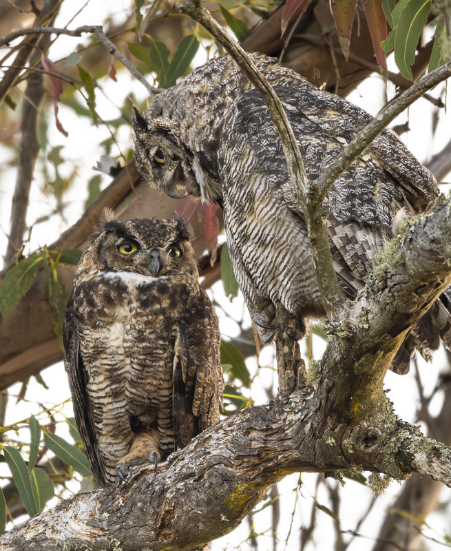 Great Horned Owl Pair
© Nick Fain