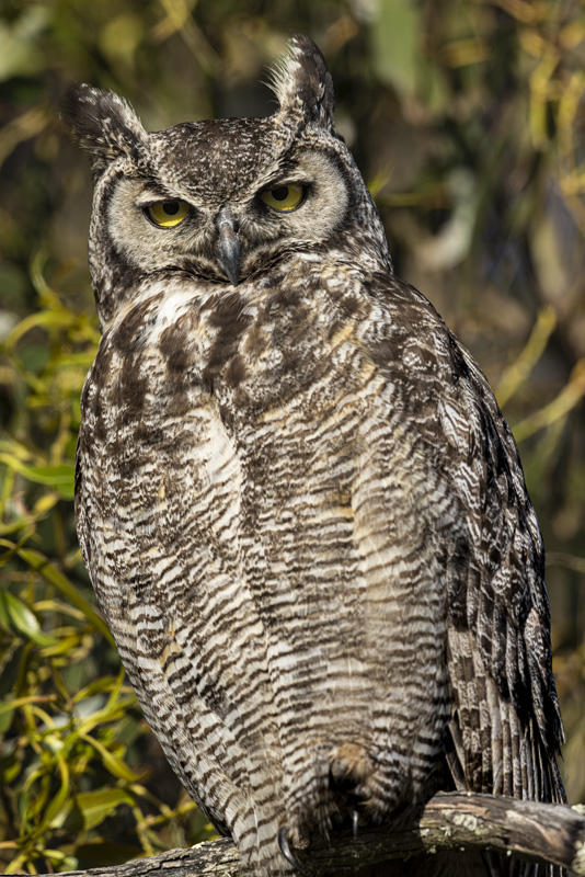 Great Horned Owl
© Nick Fain