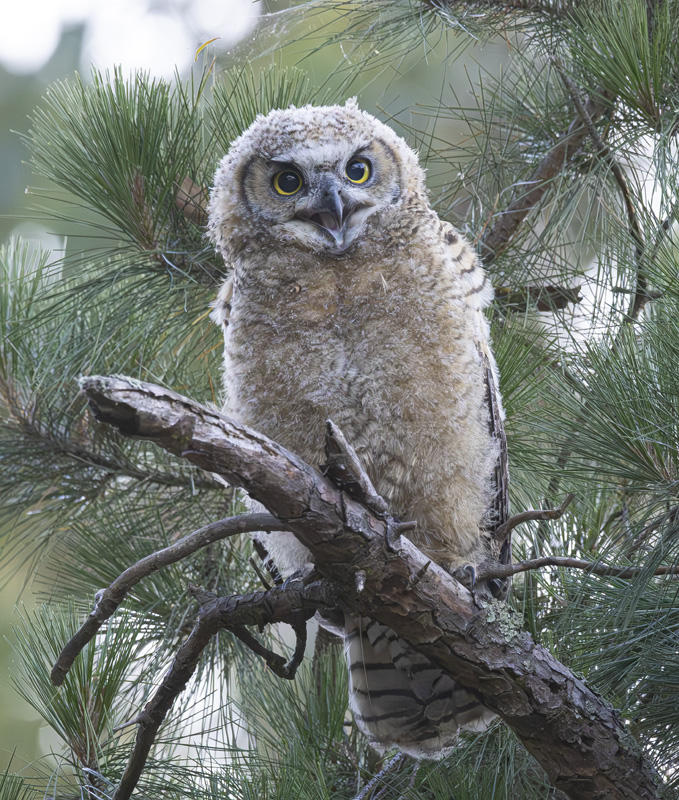 Great Horned Owlet
© Nick Fain