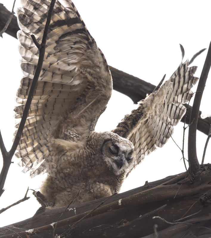 Great Horned Owlet
© Nick Fain
