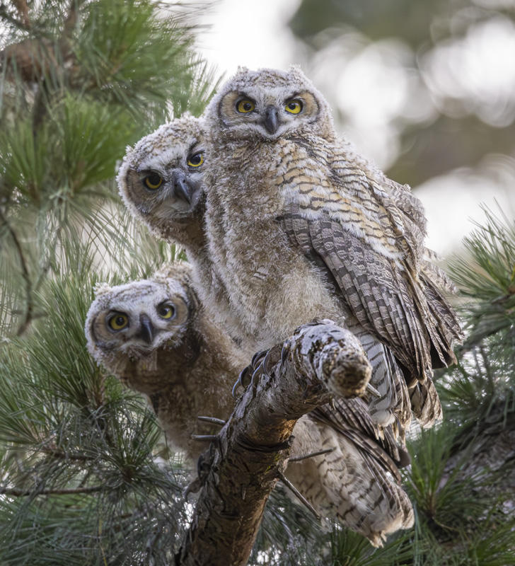 Great Horned Owlet Siblings