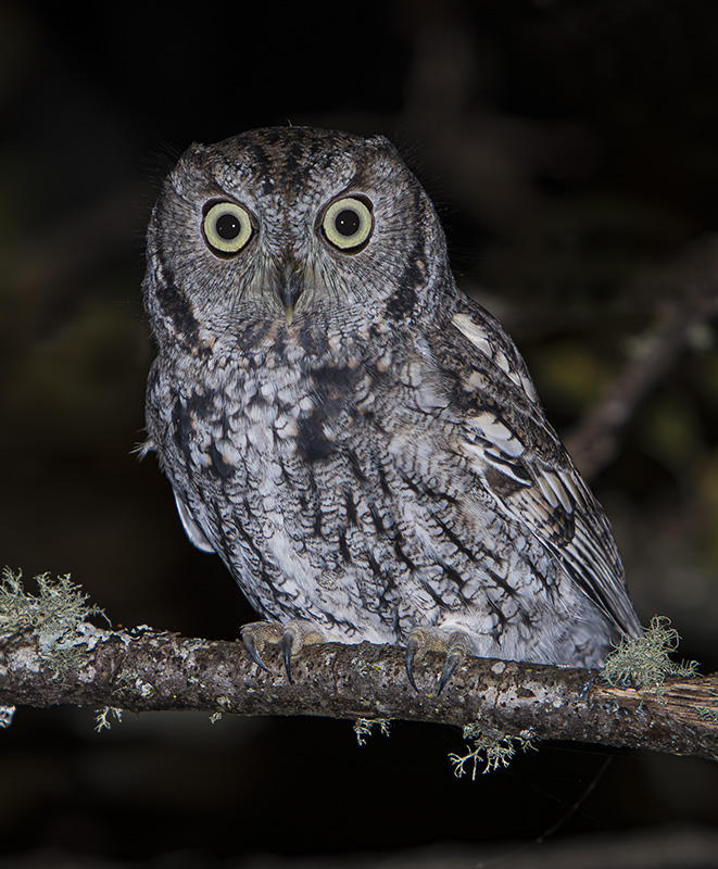 Western Screech Owl