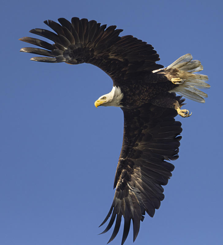 Bald Eagle