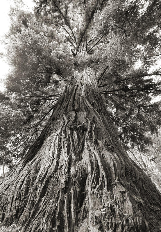 Sepia Tone