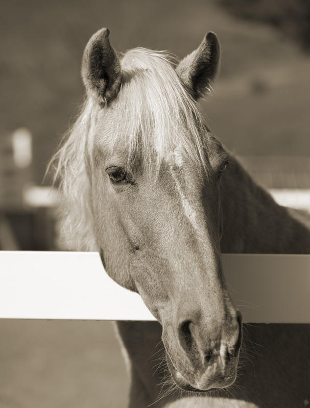 Sepia Tone