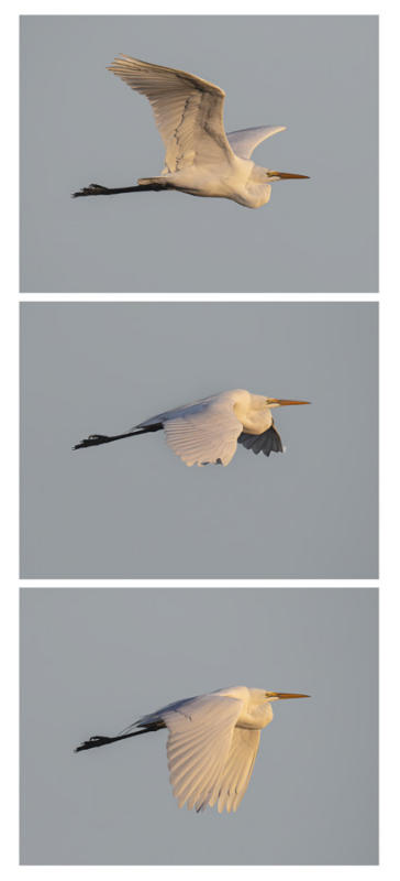 Great_Egret_Flight_Triptich
