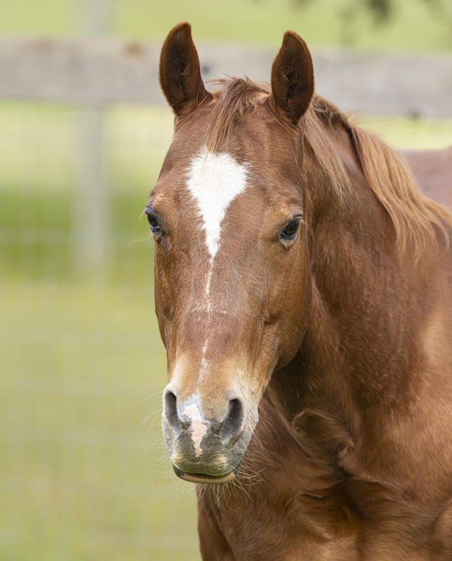 Horse_Portrait_ECU_4968-ADB-NR