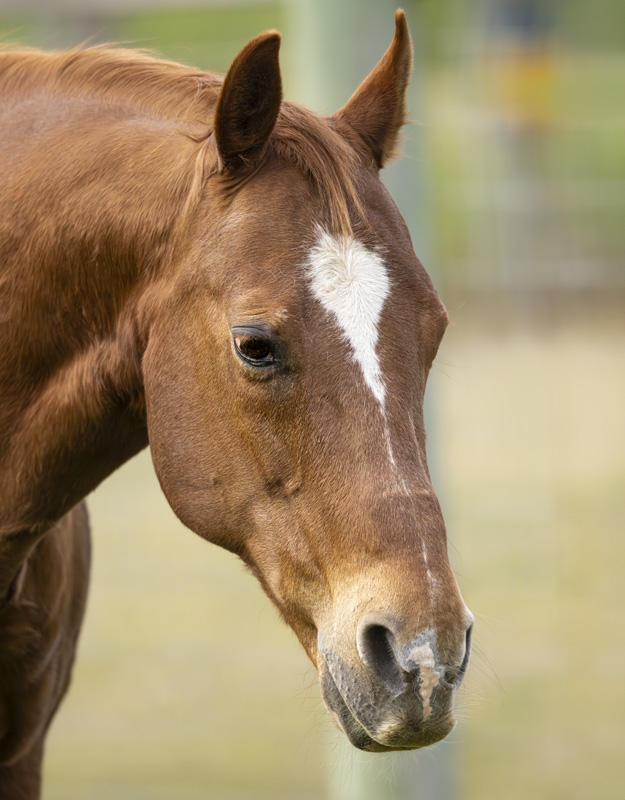Horse_Portait_ECU_4788-ADB-NR-C-Wide