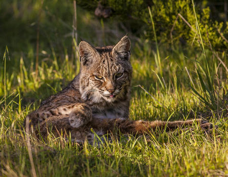 Young Bobcat