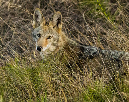 Coyote Portrait