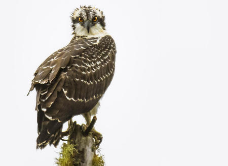 Juvenile Osprey