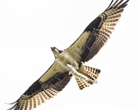 Flying lessons (Osprey with trout)