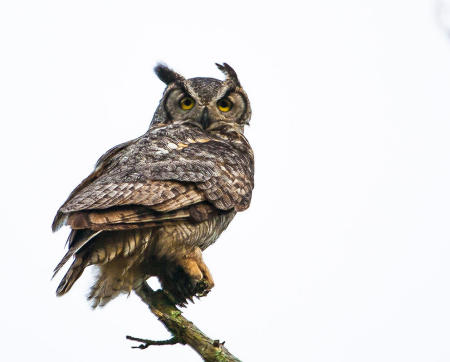Great Horned Owl
© Nick Fain
