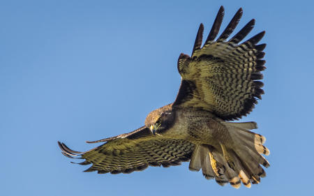 Redtail in flight