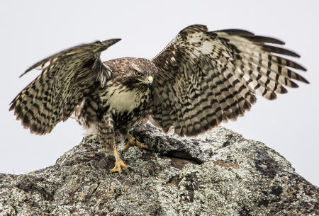 Young Red-Tailed Hawk