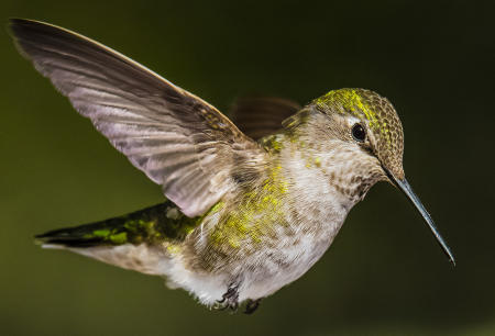 Anna's Hummingbird (female)