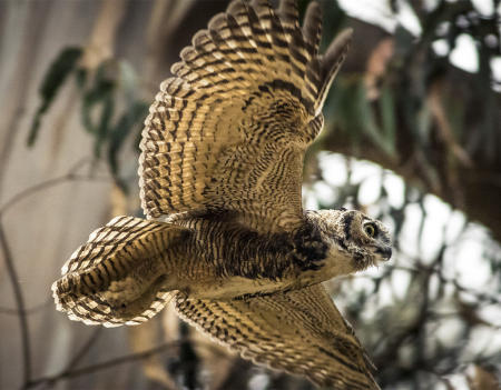 Great Horned Owl Flight