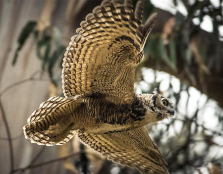 Great Horned Owl
© Nick Fain