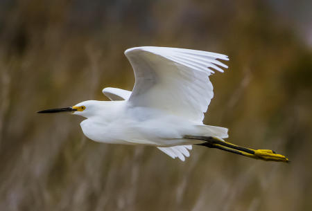 Egret Flight 