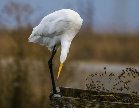 Egret