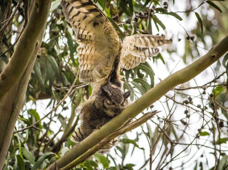 Great Horned Owl Stretch
 © Nick Fain
