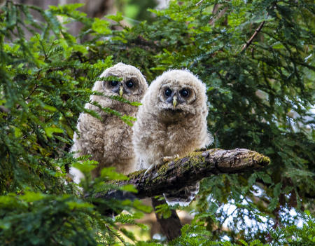 Spotted Owl Chicks