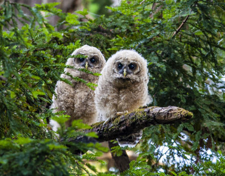 Spotted Owlets
© Nick Fain