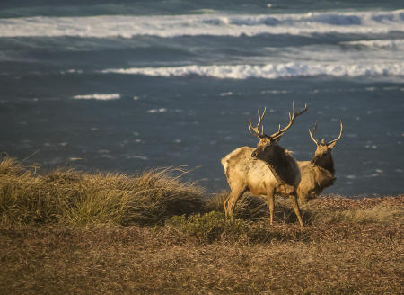 Tule Elk