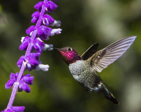 Anna's Hummingbird - Male