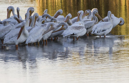 Peilcan Huddle in the Puddle