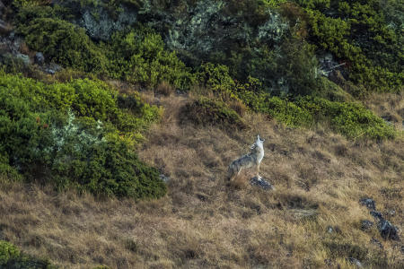 Coyote Howl