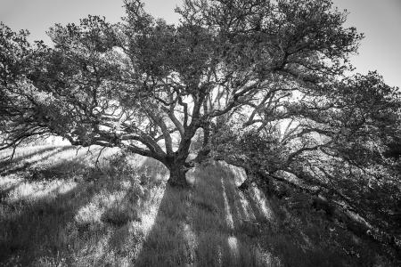 Marin
© Nick Fain