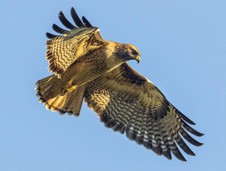 Red-Tailed Hawk